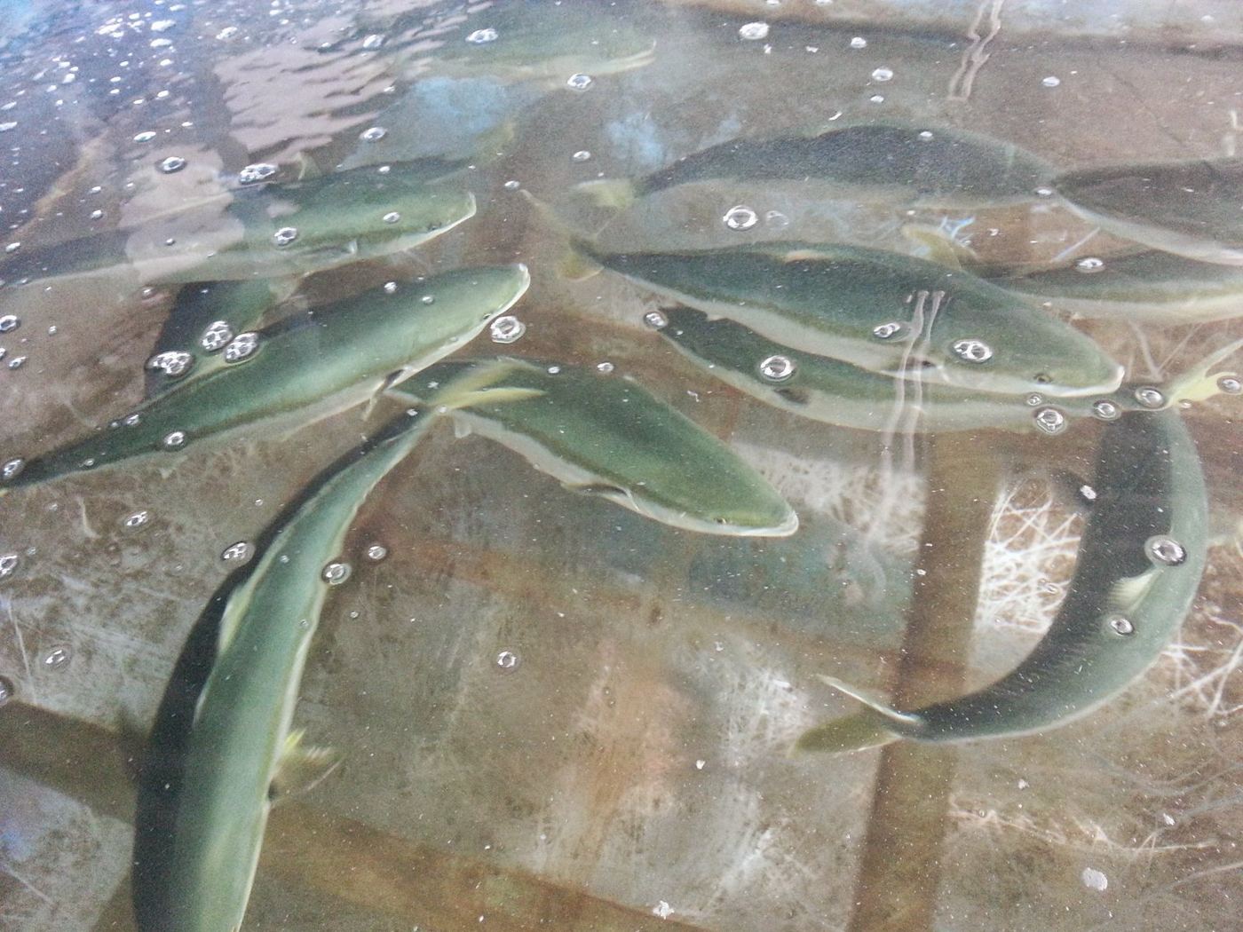 活魚センターの水槽を泳ぐハマチ