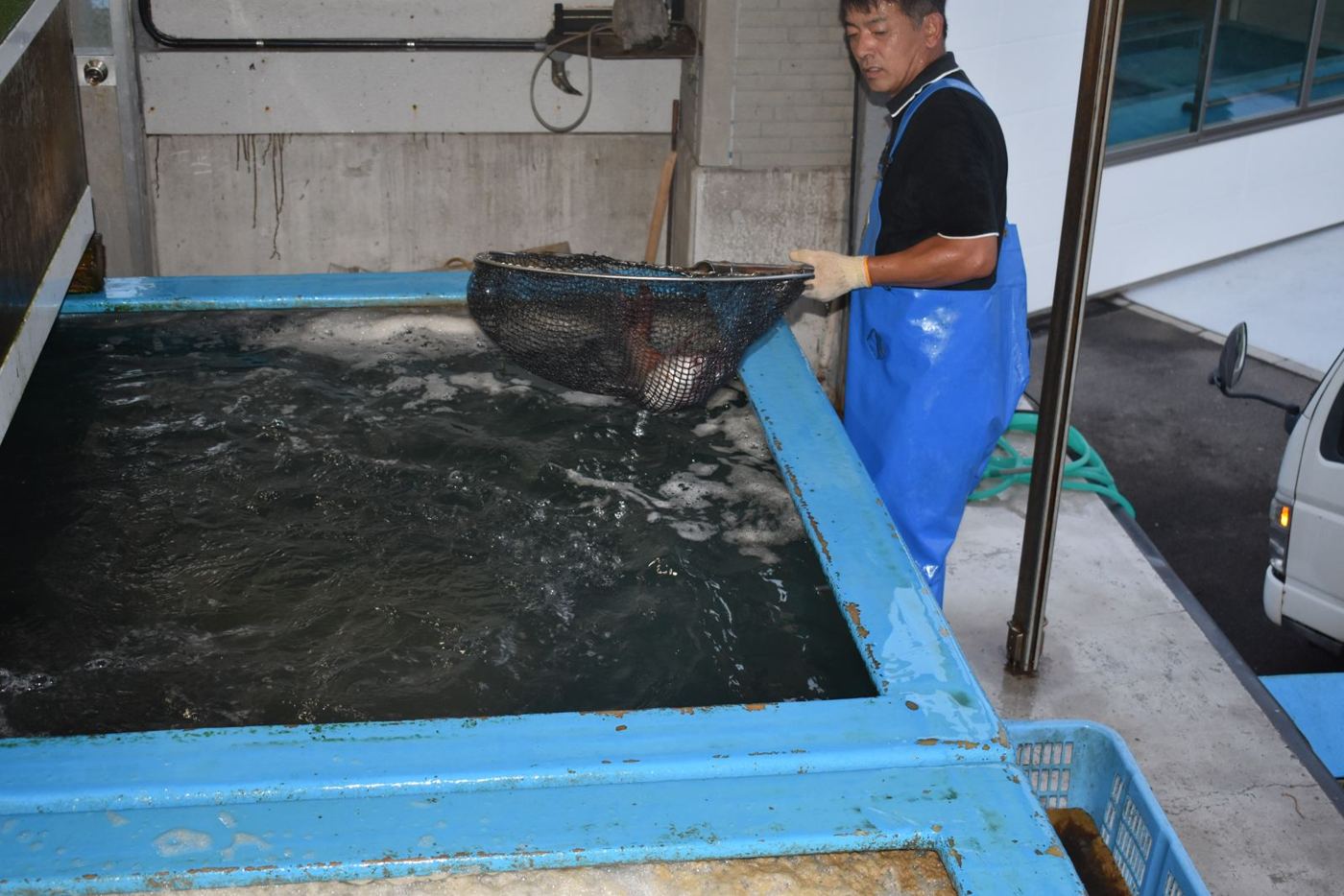 活魚センターの大型水槽で魚をすくう社員