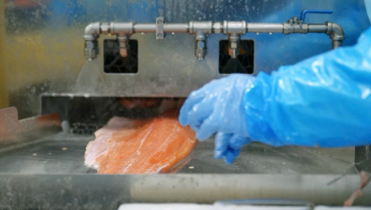 サーモンのフィーレを殺菌・洗浄の機械に通す工程